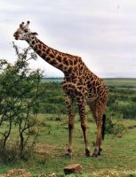  Masai Mara